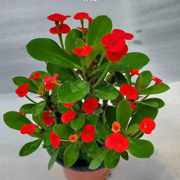 【带花】虎刺梅盆栽室内阳