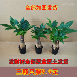 发财树盆栽植物室内花卉盆栽绿植金钱树绿萝吸有害净化空气绿植