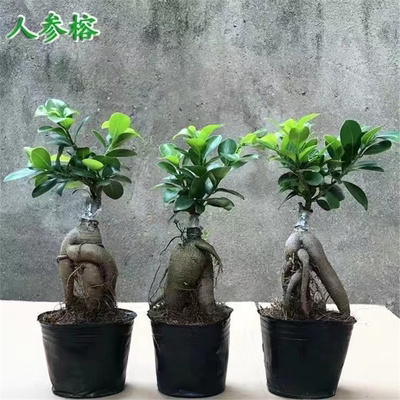 金钱榕树盆景老桩小叶苗木