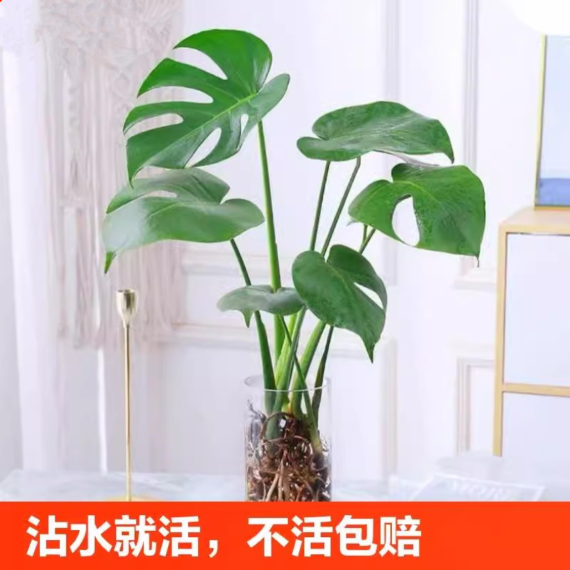 龟背竹盆栽老桩室内净化空