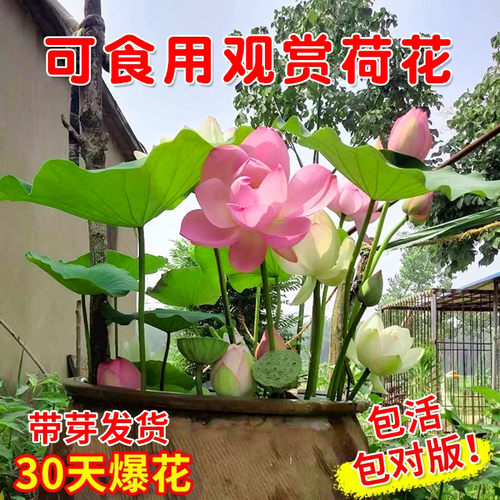 荷花盆栽水养观赏莲种根四