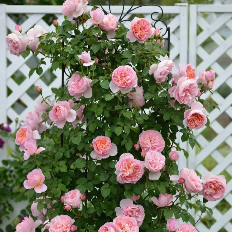 舍农索城堡的女人们藤本月季花大苗爬藤多季开花浓香大花大苗,鲜花速递/花卉仿真/绿植园艺,月季/蔷薇/玫瑰,淘宝优惠券,粉丝福利购,淘宝优惠卷