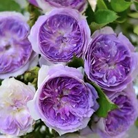 多季开灌木月季花浓香果汁阳台庭院花卉植物盆栽切花带花玫瑰花苗