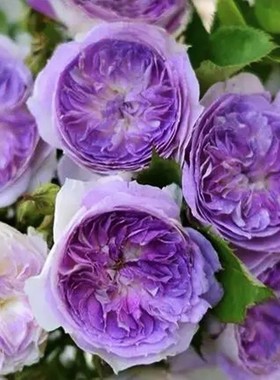 多季开灌木月季花浓香果汁阳台庭院花卉植物盆栽切花带花玫瑰花苗