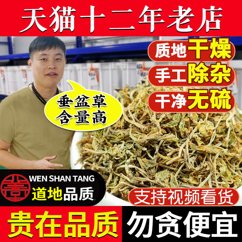 正宗垂盆草新鲜干货500g垂盆草中药材正品官方旗舰店的功效和作用