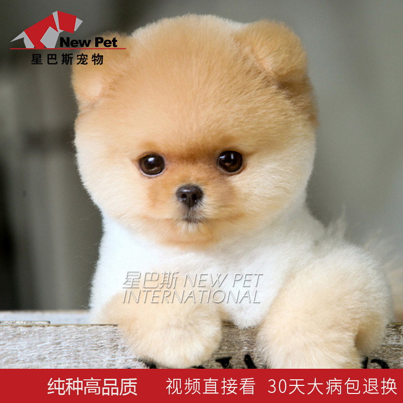 纯种白博美幼犬活体茶杯犬袖珍小体型黄博美俊介犬宠物狗星巴斯99