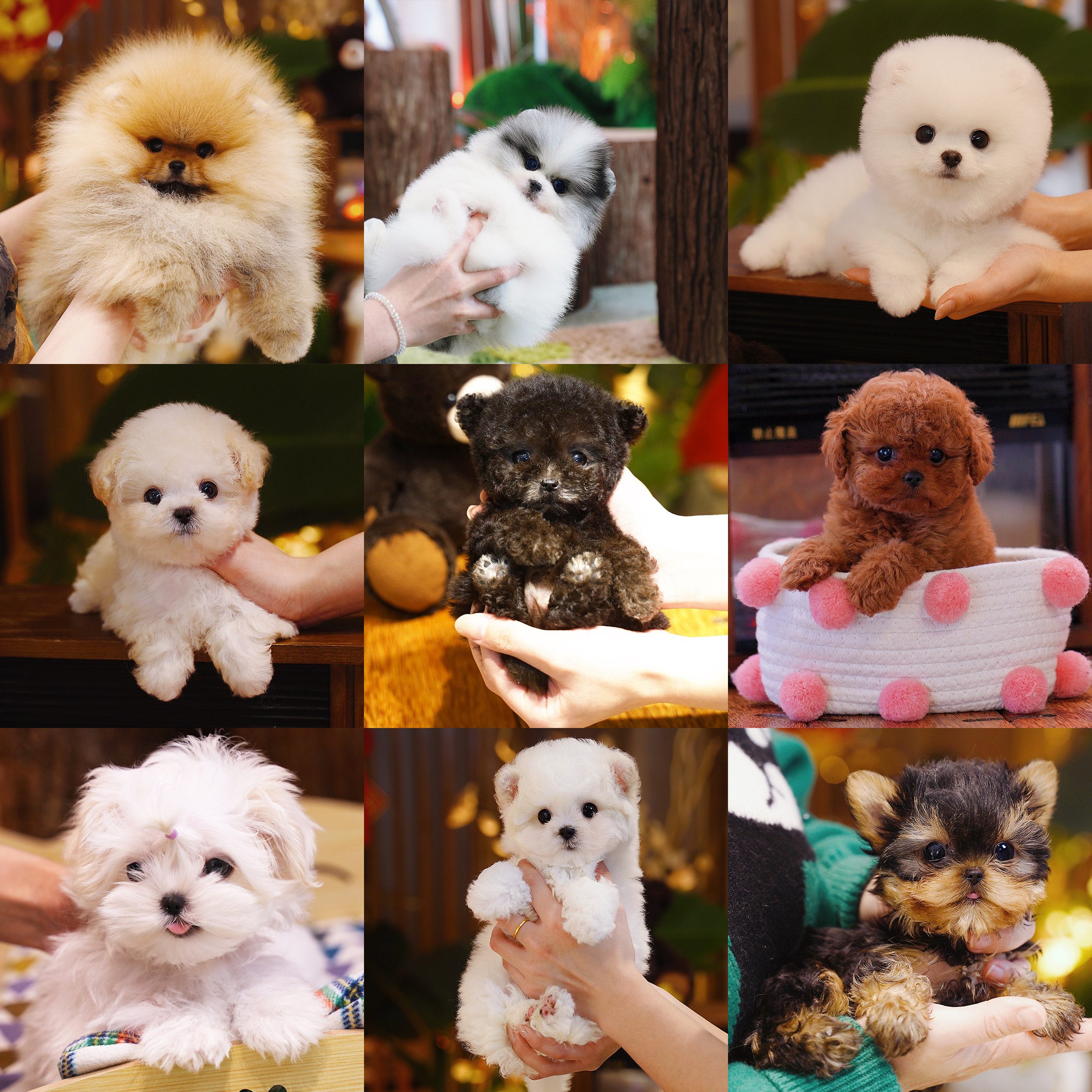 星巴斯宠物狗茶杯犬赛级犬直播间专属咨询链接