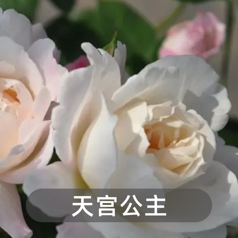 【卓昂玫瑰园精选】河本纯子天宫公主浓香大花月季