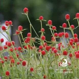 宿根千日红小草莓 红色 火球花 夏秋开花 好养易活庭院阳台盆栽苗