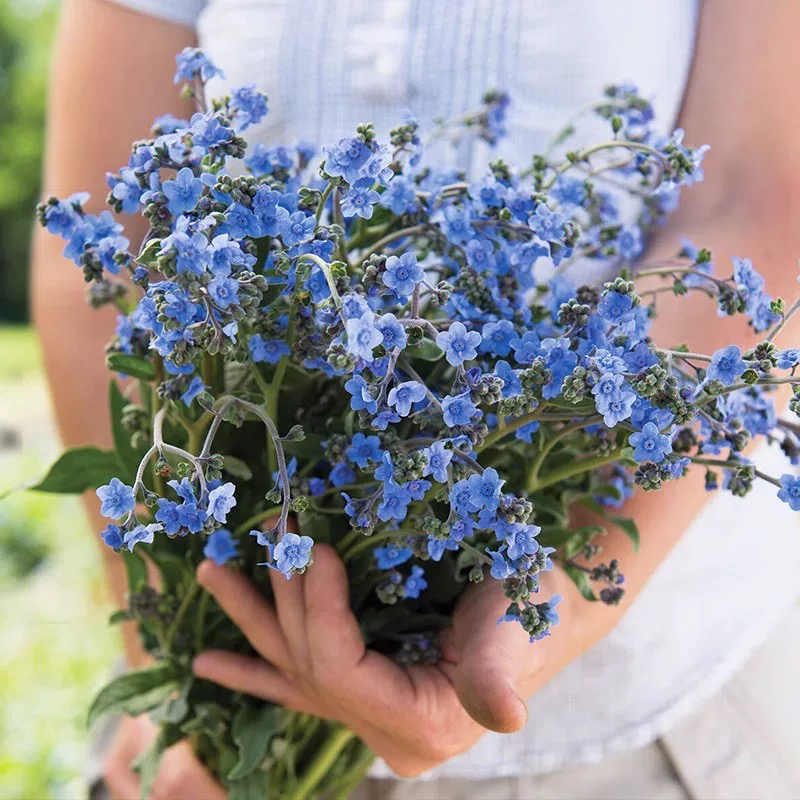 高山勿忘我倒提壶盆栽花苗