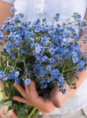 高山勿忘我倒提壶 蓝色高杆切花 冬春开花 耐寒庭院阳台盆栽花苗