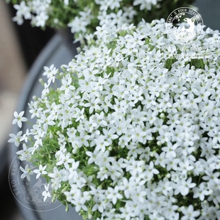 小汪新西兰半边莲白色地被匍匐盆栽植物冬季常绿垂吊矮生庭院观叶