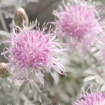 常绿银色春季开花阳台观叶矢车菊