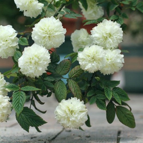 重瓣荼蘼白色攀援盆栽耐寒灌木