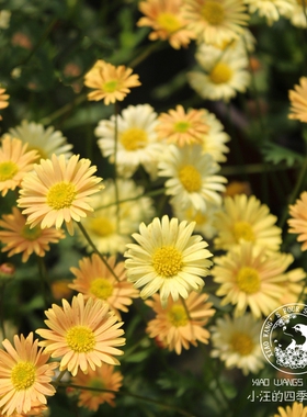 黄色姬小菊盆栽苗多季开花多年生宿根草本易爆盆阳台庭院耐寒耐热