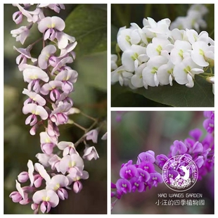 哈登柏豆四季常绿攀援蔓生小灌木夏秋开花耐热耐寒丰花好养盆栽苗