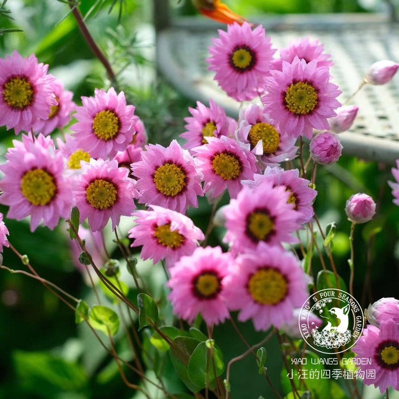 鲁丹鸟草本春季耐寒盆栽花苗
