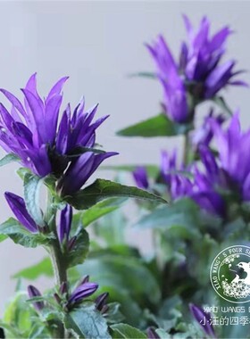 聚花风玲草多年生耐寒夏秋季开花