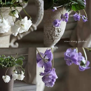 重瓣 香堇菜 蓝色白色 带香味 花期长 阳台盆栽组合 耐寒耐阴垂吊