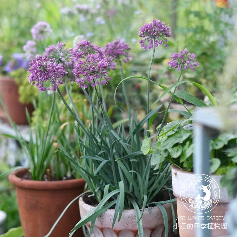 千禧花葱 多年生宿根植物切花庭院阳台 耐寒耐热户外盆栽花苗春季