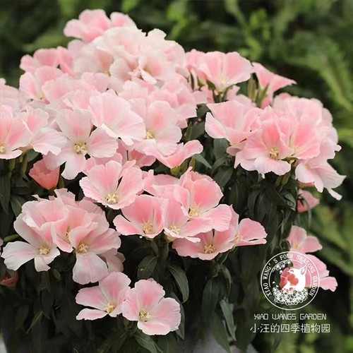 古代稀草本春夏盆栽花苗