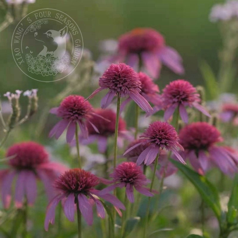 新品 重瓣松果菊粉色 耐寒耐热 多年生宿根草本植物 花园阳台盆栽