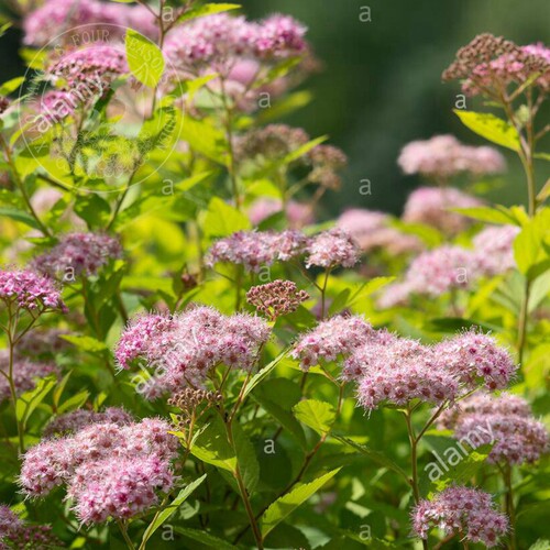 小汪的四季金山绣线菊盆栽花苗