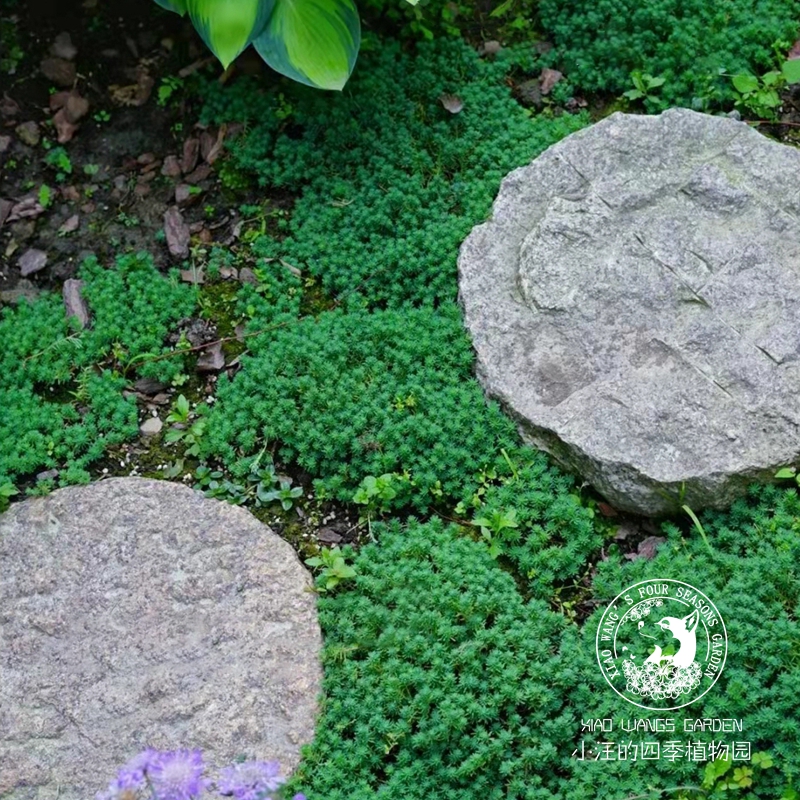 薄雪万年草多肉夏季盆栽