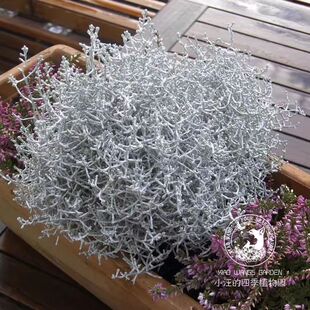 鳞叶菊海珊瑚银巢 多年生 常绿小灌木 耐寒 庭院花园盆栽植物花苗