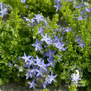 常春藤叶风铃草 丰花耐寒 清新可爱山野草 岩石花园盆栽植物 花苗