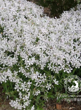 矮生香花福禄考 白色香水 芳香植物 春季开花 耐热耐寒盆栽植物苗