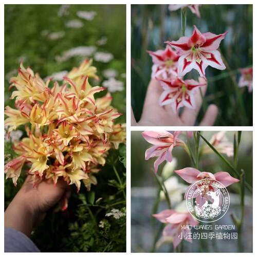 盆栽花苗春季开花球根剑兰