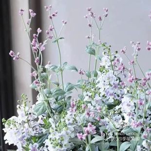 庭院阳台 好养易活 盆栽苗 秋冬春开花 宿根千日红灰白若紫火球花