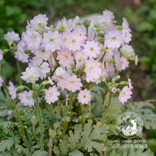 陕西羽叶报春 原生报春 耐寒庭院花园花卉盆栽花苗春季开花
