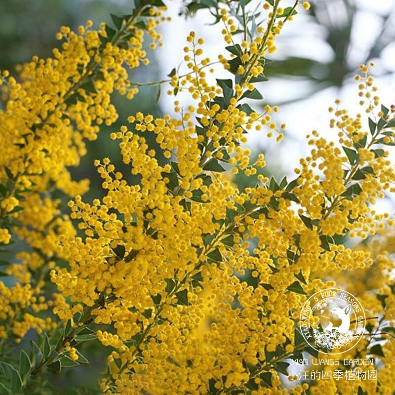 刀叶金合欢树 金色光芒 小黄花多年生灌木篱笆树喜阳庭院花园植物