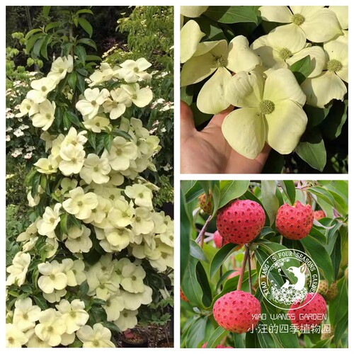 峨眉四照花耐寒乔木四季常绿