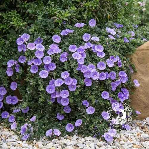 耐寒耐热蓝色岩旋花盆栽花苗春季