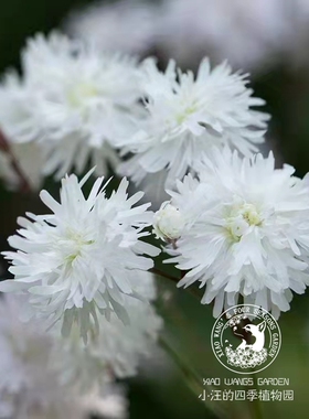 重瓣白色剪秋萝 小亨利 细瓣 庭院宿根常绿草本花卉 野趣花园盆栽
