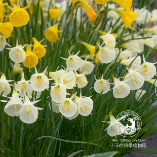围裙水仙白色衬裙钻石 喜阳耐寒多年生球根草本植物 庭院盆栽花苗