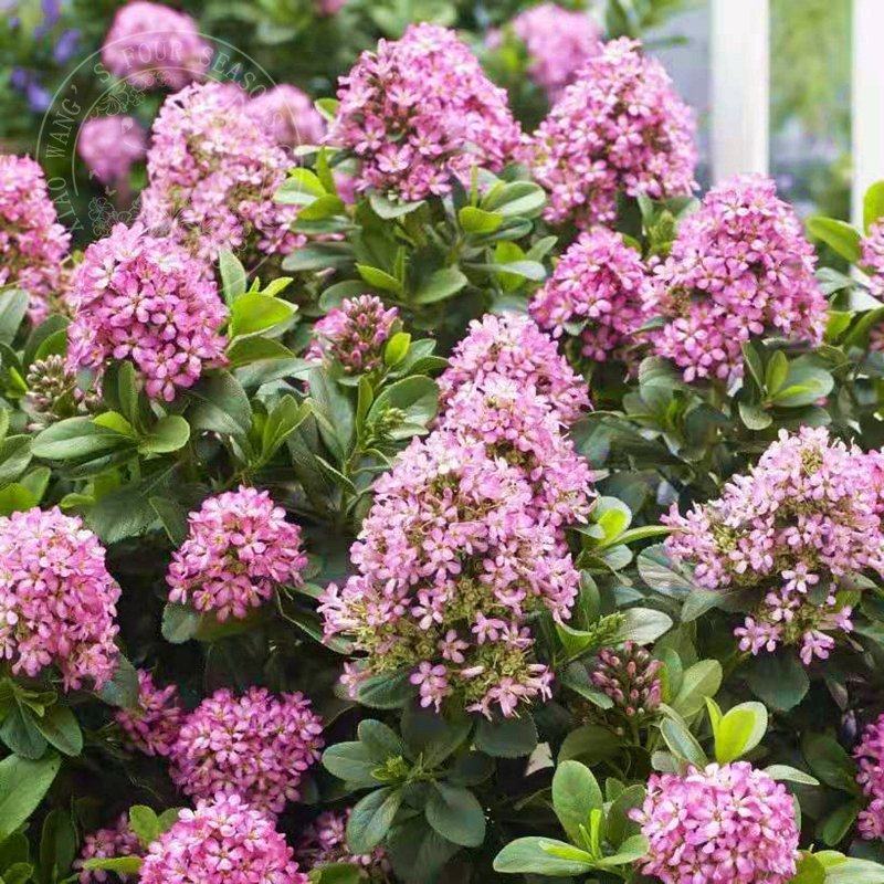 南美鼠刺 常绿 灌木植物 多年生耐寒耐热 开花 花园阳台 盆栽花苗