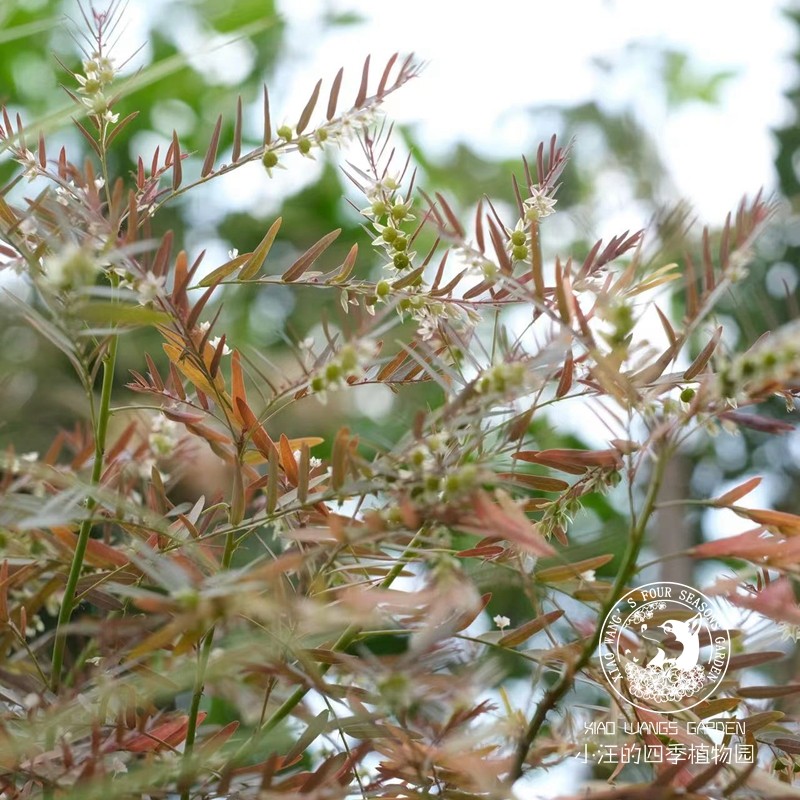银叶叶下花叶下珠小众高级日系山野草莫兰迪色系四季开花盆栽花苗