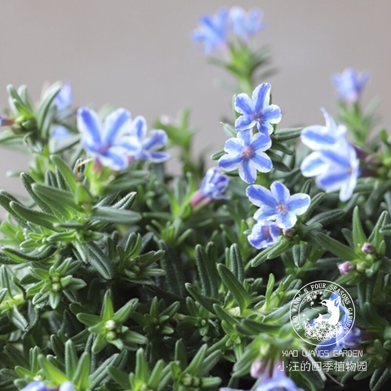 疏花木紫草蓝星 蓝白条纹 迷你型落叶小灌木 盆栽植物 耐寒花量大