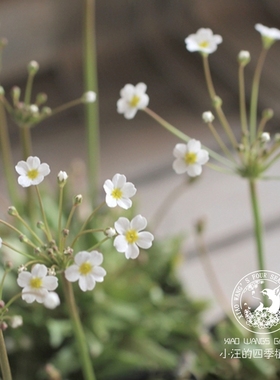 点地梅星辰 白色 春季开花盆栽植物花苗庭院阳台岩石花园花镜花材