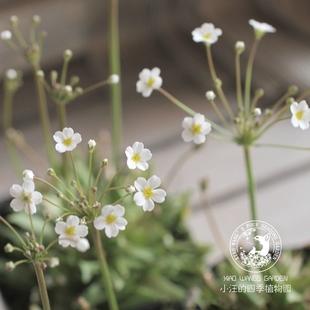 开花盆栽植物花苗庭院阳台岩石花园花镜花材 春季 点地梅星辰 白色