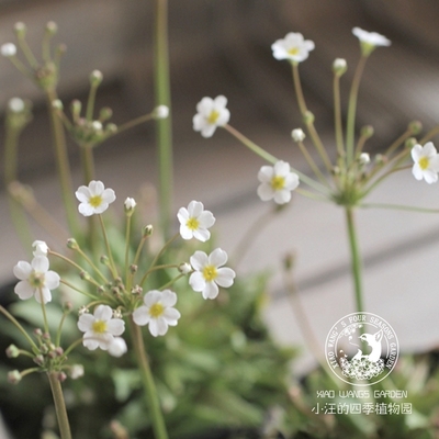 点地梅星辰草本春季盆栽