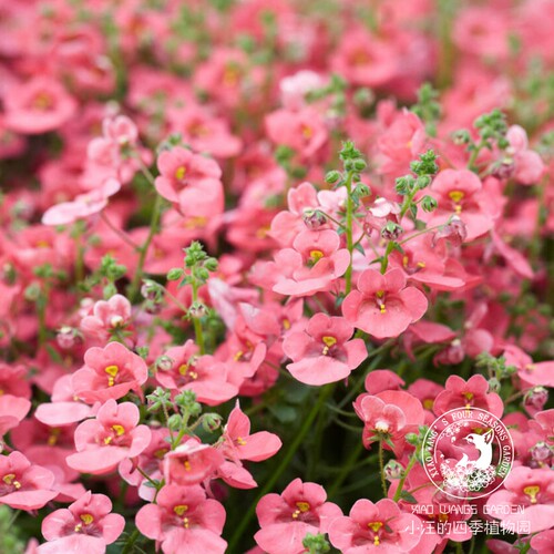 双距花玫红珊瑚耐寒耐热多年生