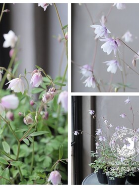 无距耧斗菜春夏盆栽花苗