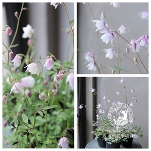无距耧斗菜 乙女风铃 风铃苎环 多年生草本花卉 耐寒盆栽植物花苗