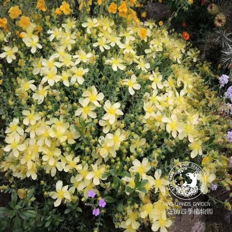 迷你金丝桃 月光 浅黄色圣约翰草 多年生 庭院花园盆栽植物苗