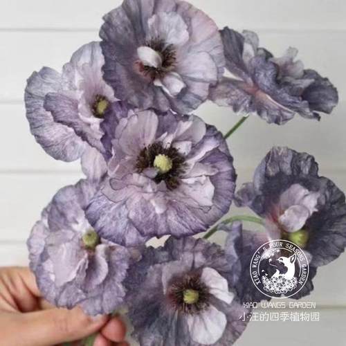 庭院阳台盆栽花苗耐寒虞美人